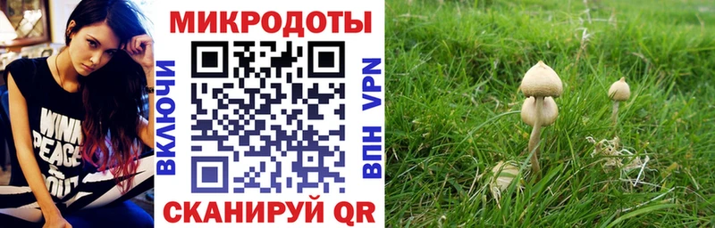 что такое   Грязи  Галлюциногенные грибы мицелий 